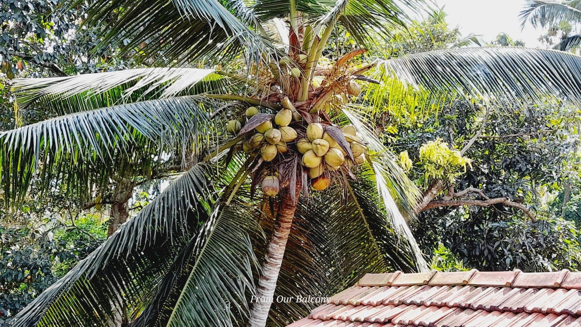 Le Meridien Bnb For Foreign Travelers Negombo Exterior foto
